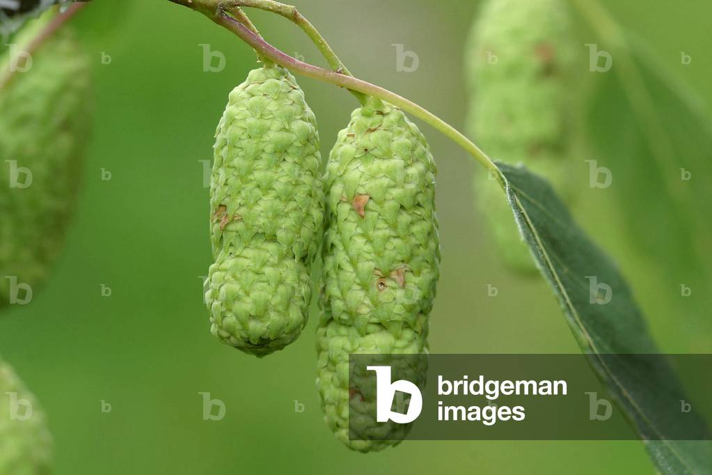 Betula pendula, Italy