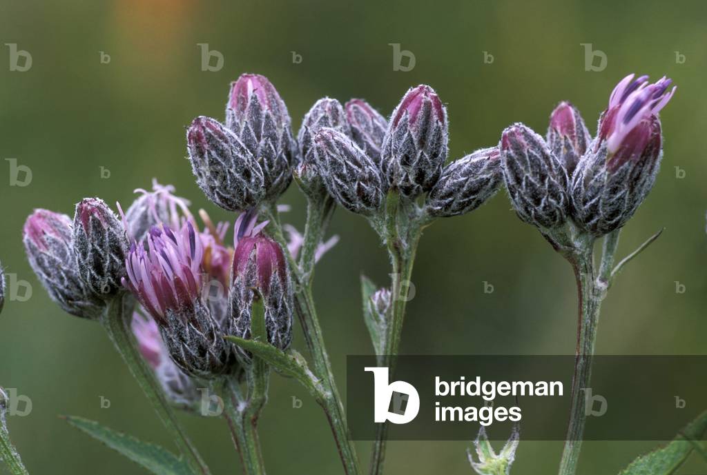 Saussurea Alpina, Alpi, Italy