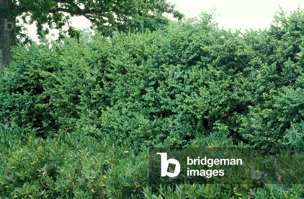 Buxus Semprevirens