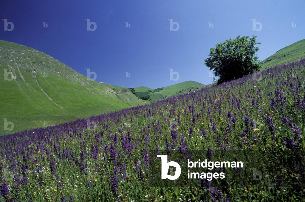 Piano Grande, Umbria, Italy