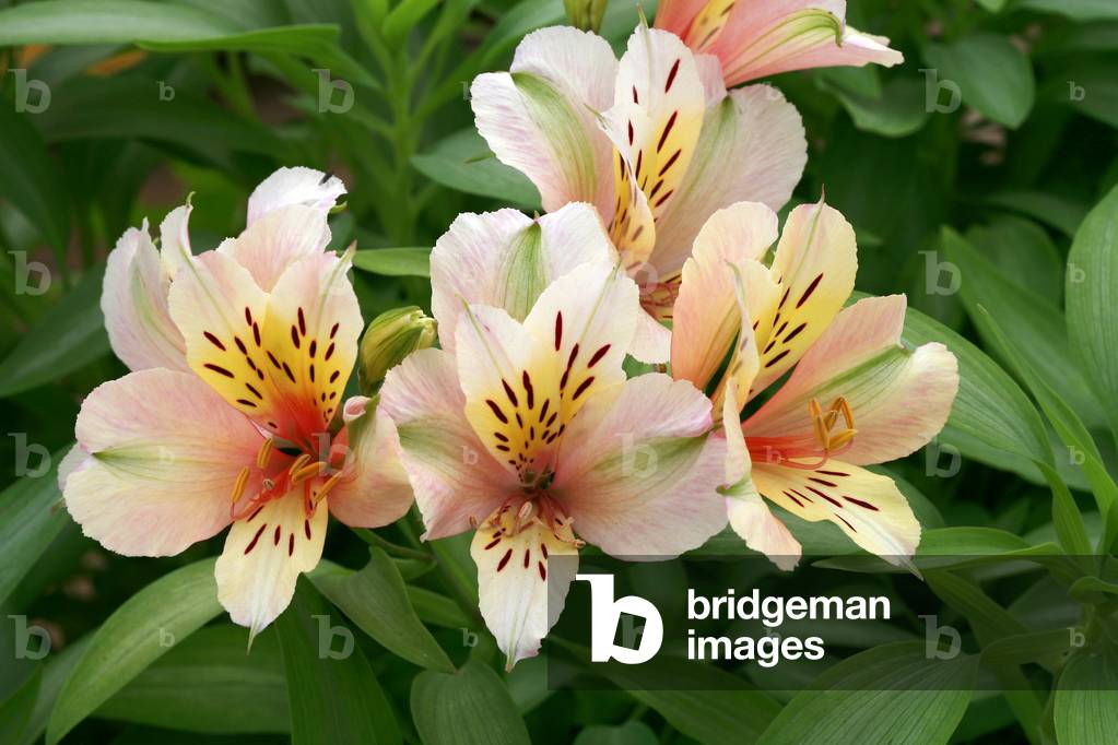 Alstroemeria “” Inca””