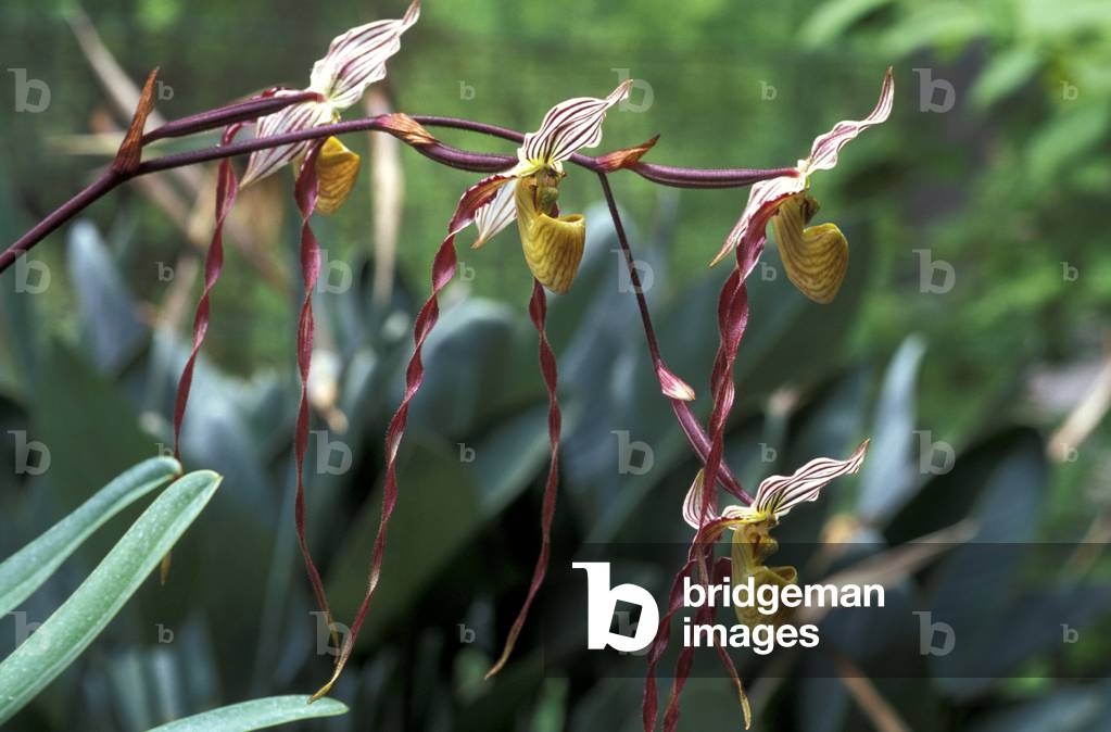 Paphiopedilum philippinense var. roebellenii