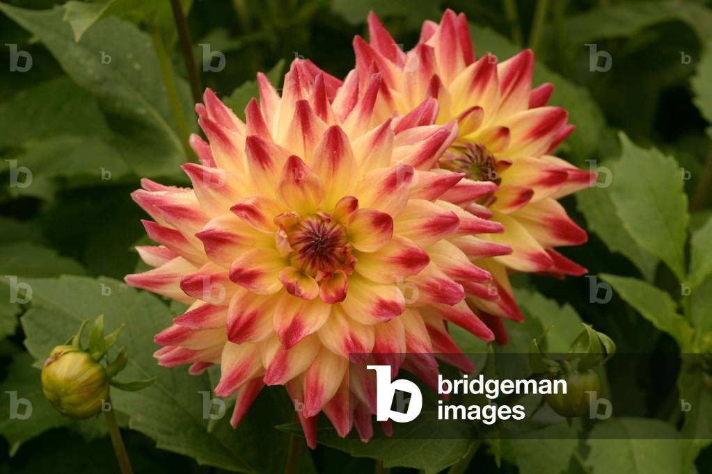Dahlia “” Neuheit p7/11”