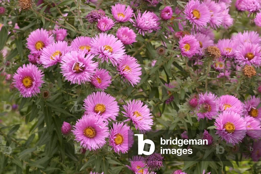 Aster novae-angliae “” Harrington's Pink””, New England aster