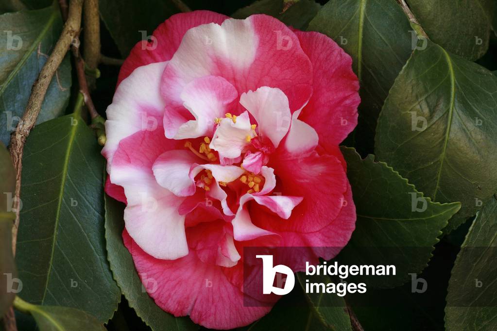 Camellia japonica “” Nagasaki””