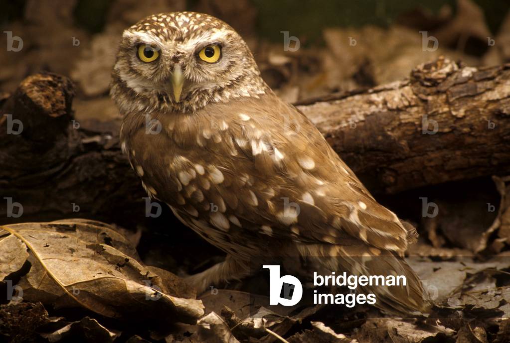 Little owl, Italy