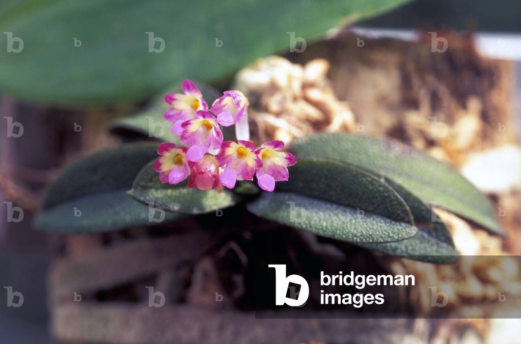 Fragrant Schoenorchis