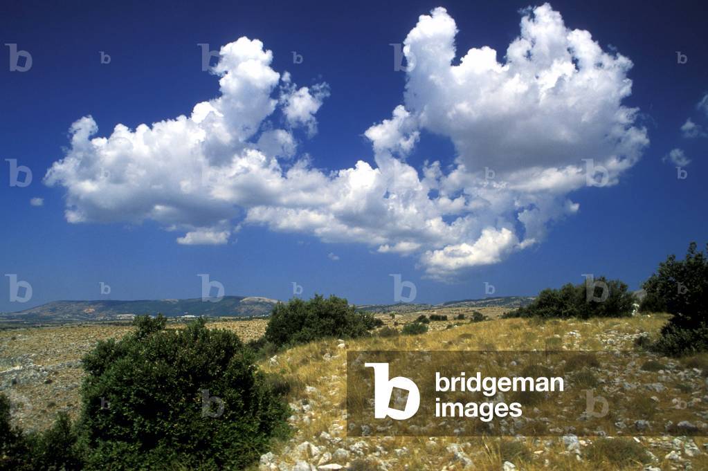 The dry southern area with bushes of Quercus ilex, National park of Gargano, Foggia, Puglia, Italy,