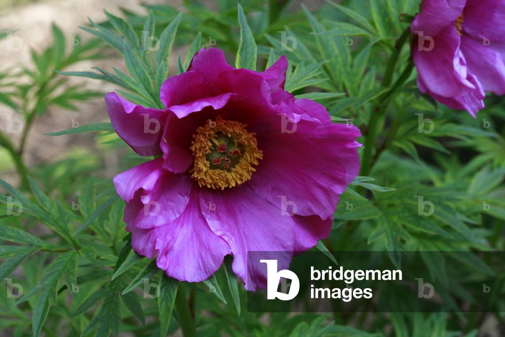 Paeonia beresowskii