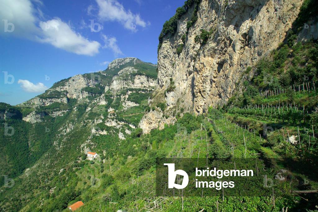 Vineyards, Costa d'Amalfi DOC area, Furore, Campania, Italy