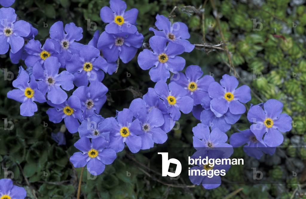 Eritrichium Nanum, Alpi, Italy