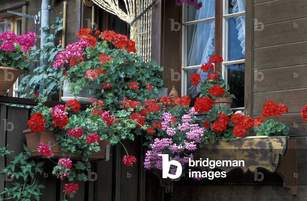Window with pelargonium