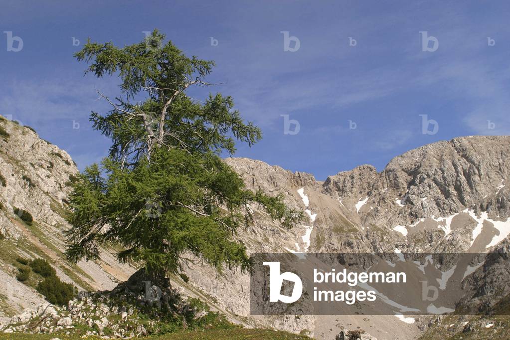 Larix decidua, Italy