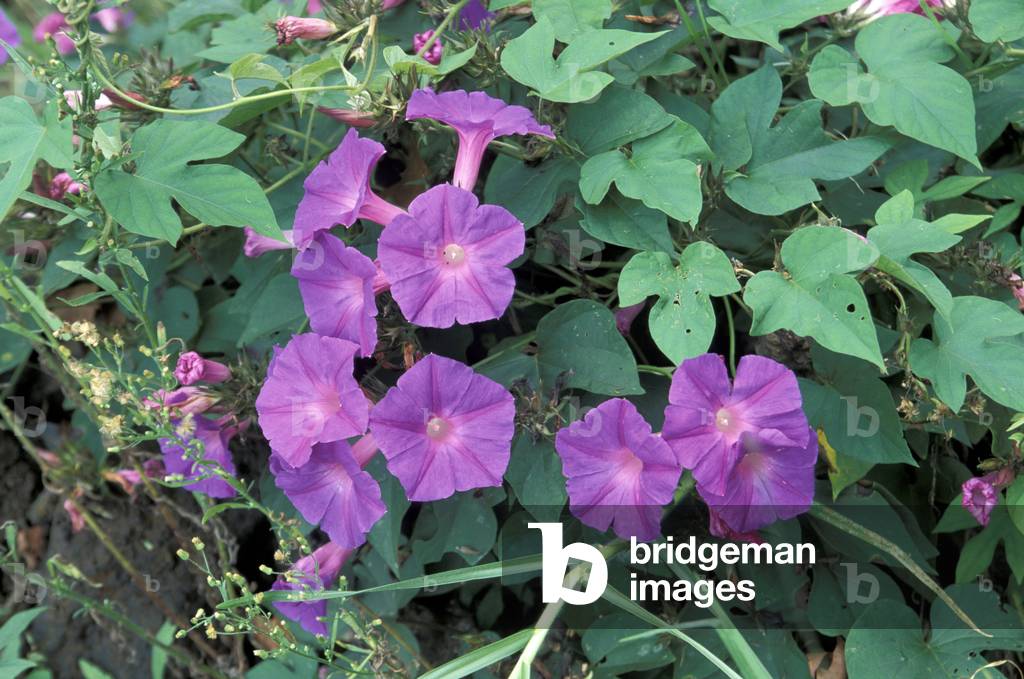 Ipomoea acuminata
