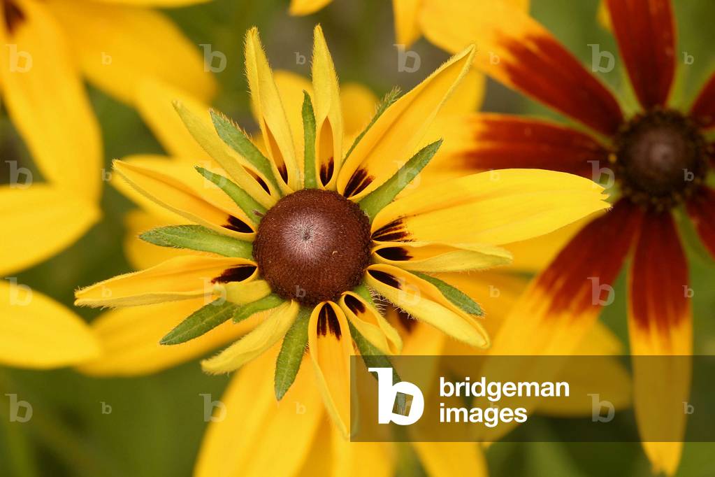 Rudbeckia hirta, Italy