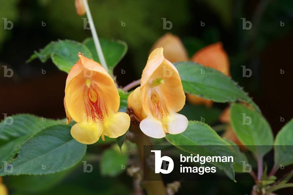 Impatiens Shells Tangerine