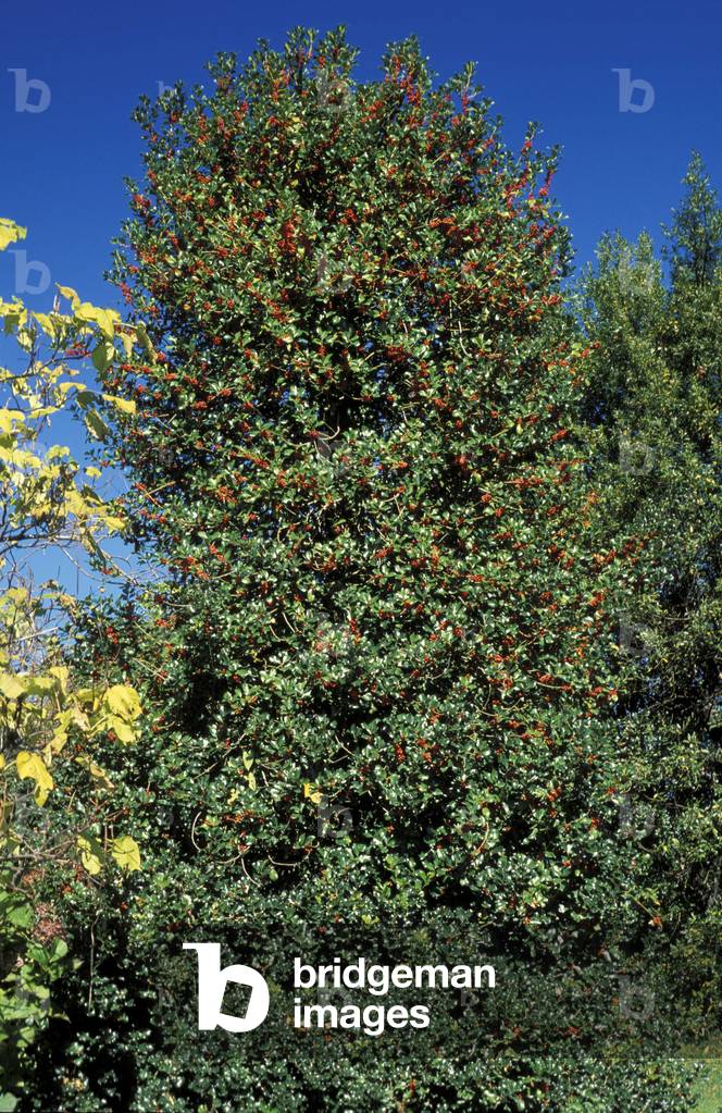 Ilex Aquifolium, Italy