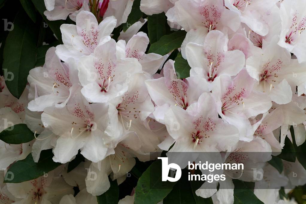 Rhododendron “” Duke of Brabant””