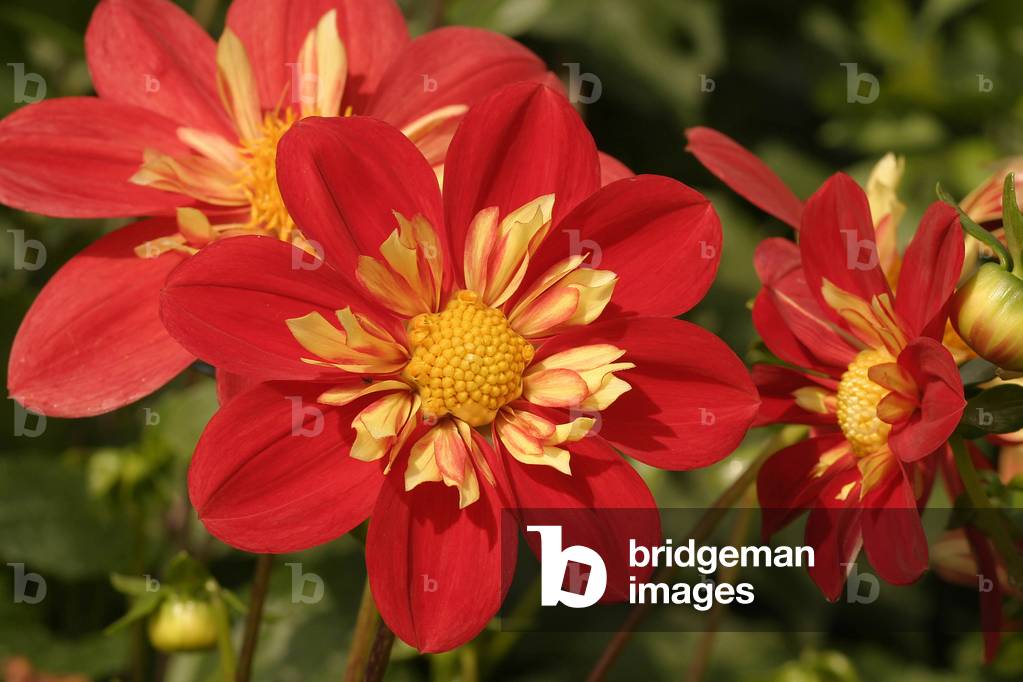 Dahlia “Ann Breckenfelder”