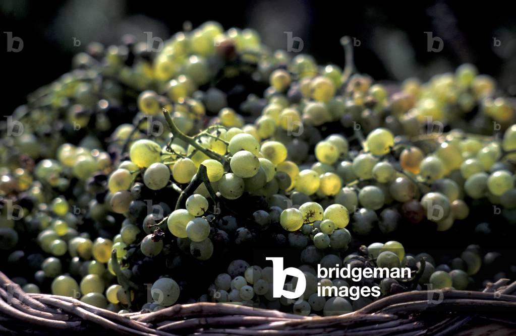 Grapes, Etna volcano, Taormina, Sicily, Italy
