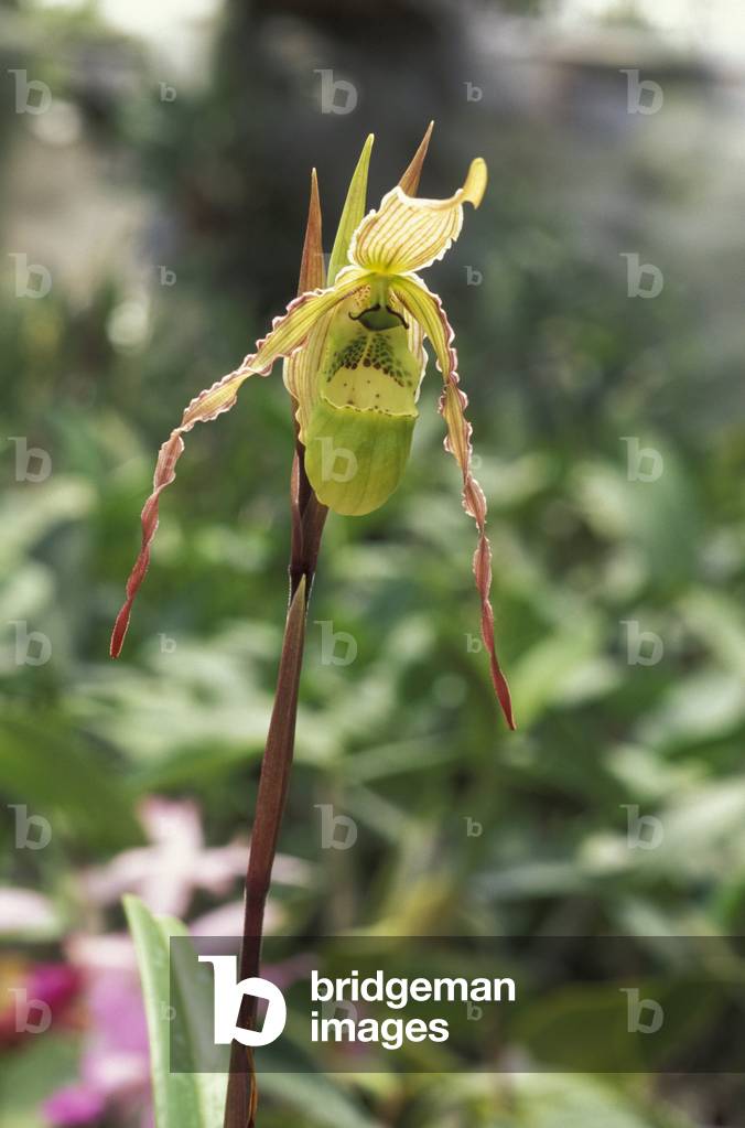 Phragmipedium caricinum
