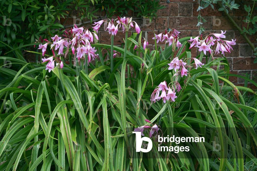 Crinum powellii Roseum