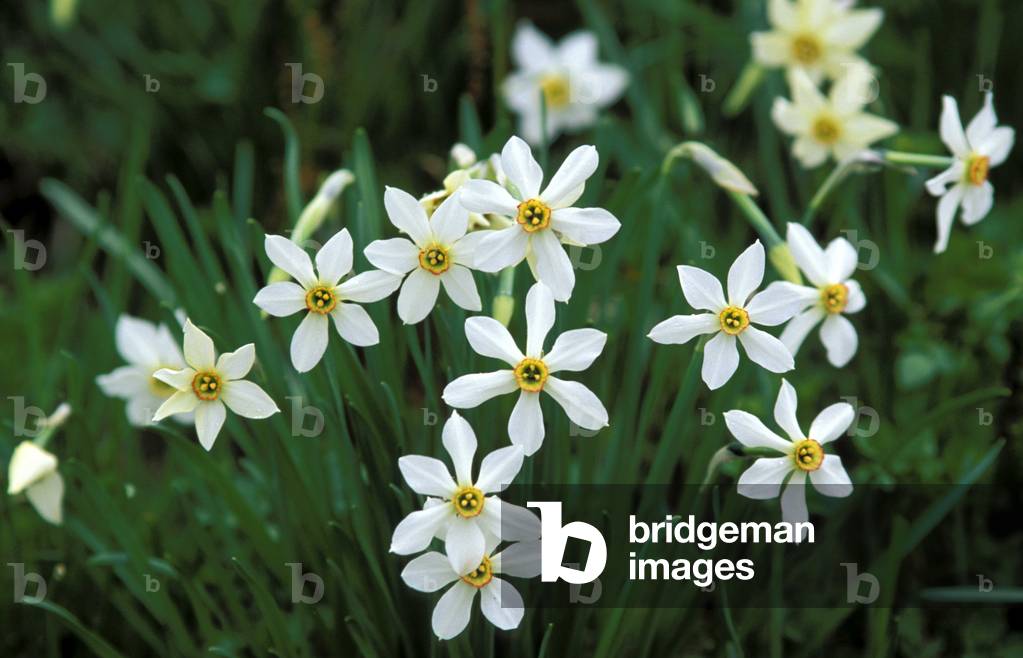 Narcissus Poeticus, Italy