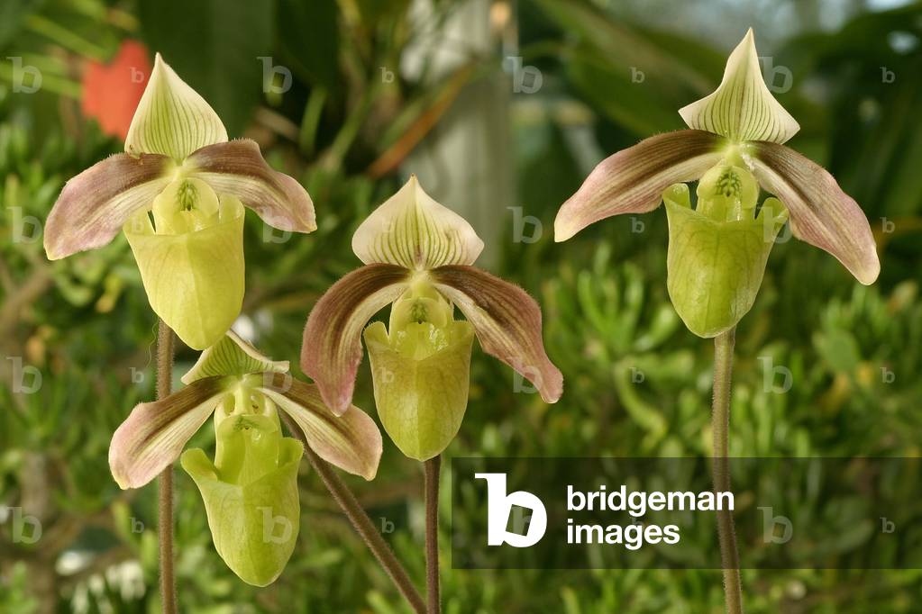 Paphiopedilum violacens