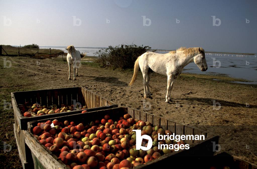 Camargue horses, Bertozzi valley, Emilia-Romagna, Italy