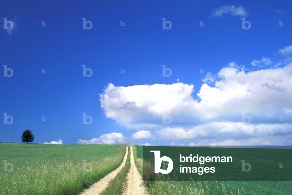 Road between fields, Italy