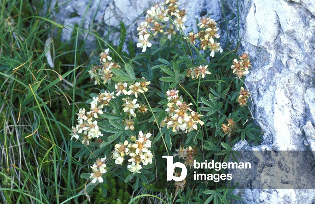 Potentilla Caulescens, Alpi mountains, Italy
