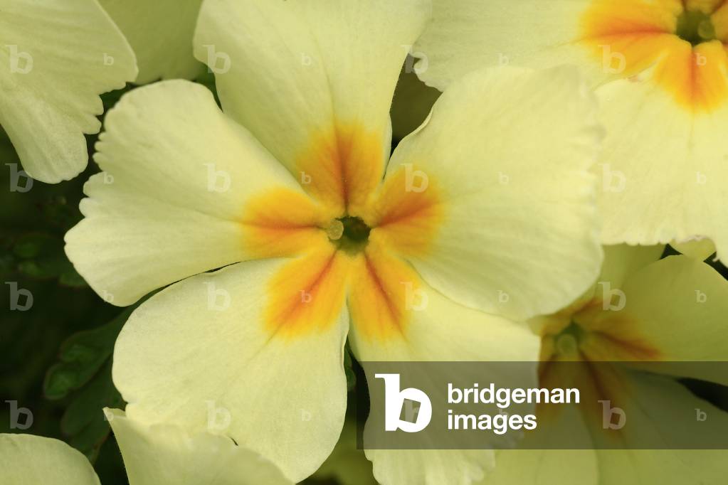 Primula vulgaris