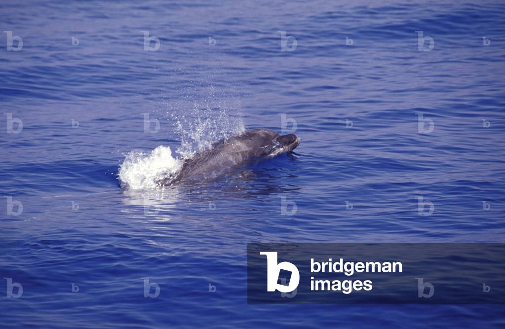 Bottlenosed dolphin, Italy