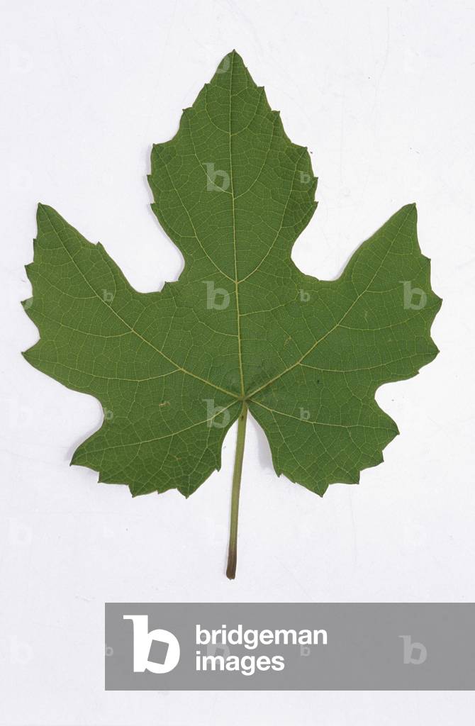 Leaf of vine, Italy