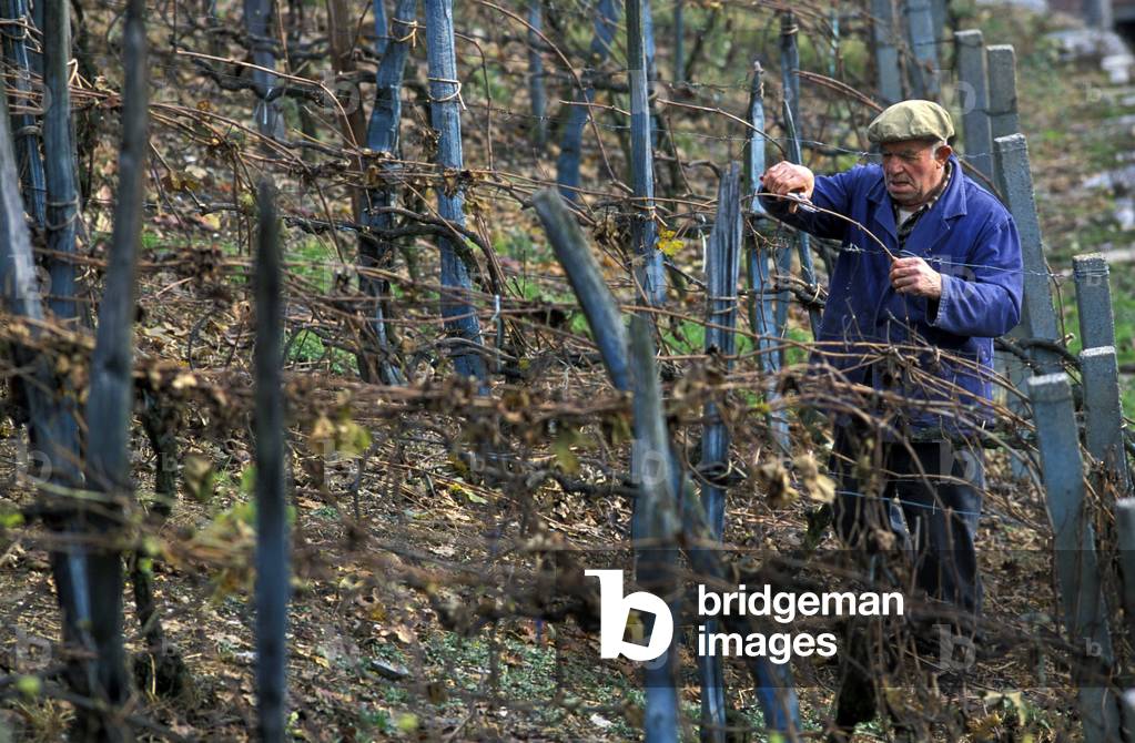 Vineyard, Teglio, Lombardy, Italy