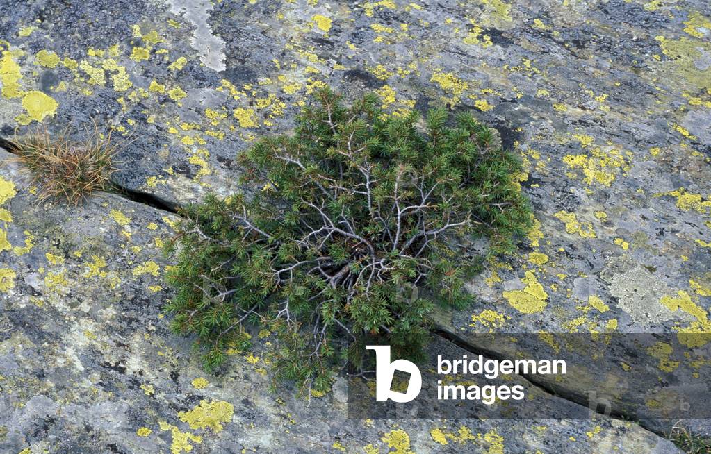 Juniperus Communis, Juniper, Alpi-Appennini, Italy
