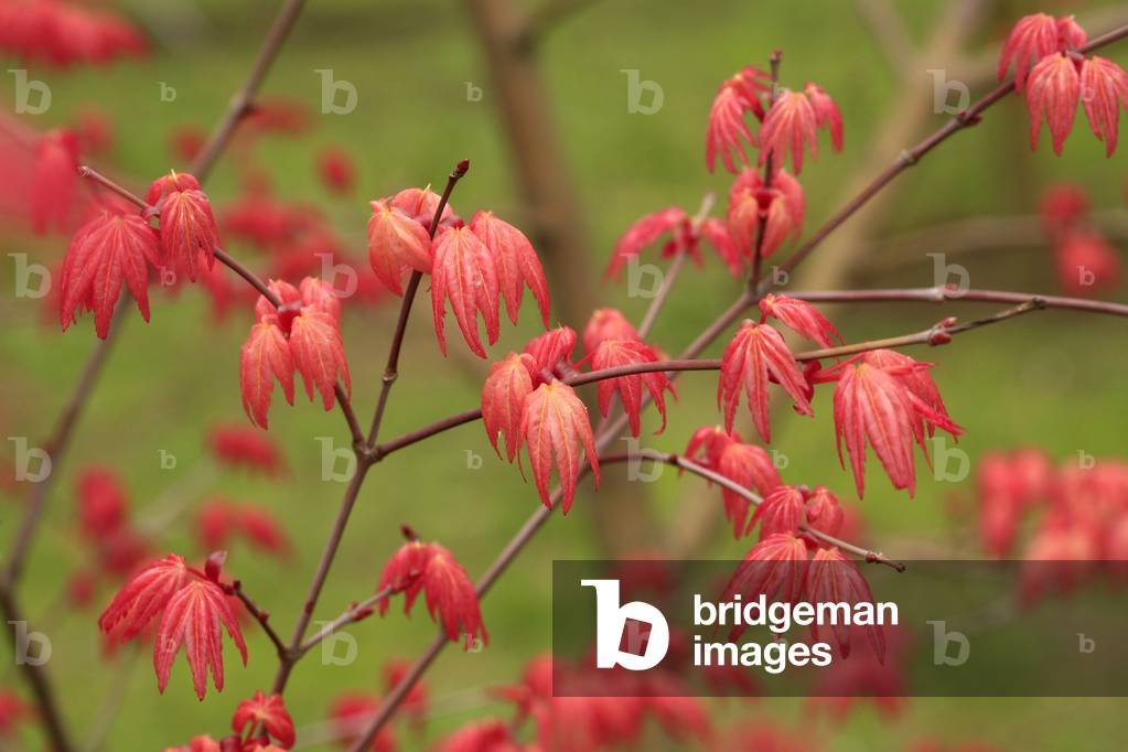 Acer japonicum “” Improved Chisio””