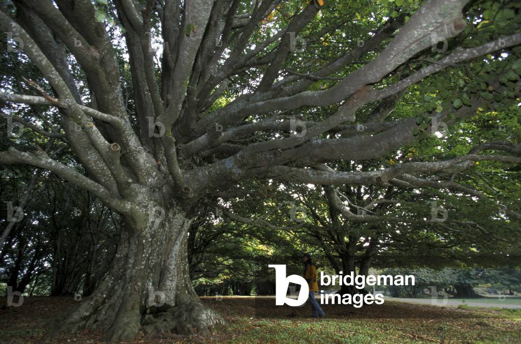 Beech-mast, Cantaito wood, Monte San Vicino, Marche, Italy