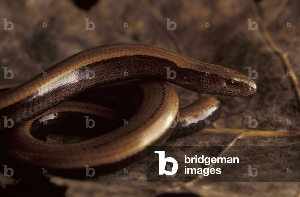 Slow worm, Italy