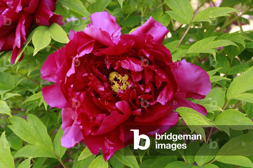 Paeonia “” Shyunden”