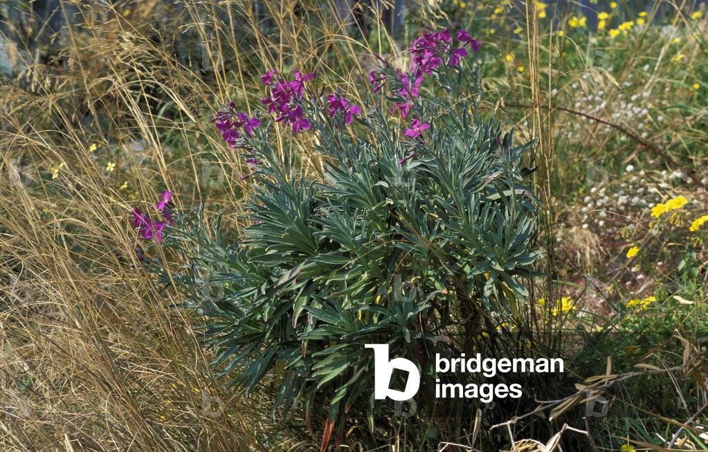 Matthiola Incana, Italy