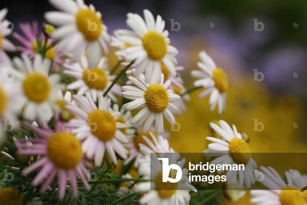 Argyranthemum frutescens