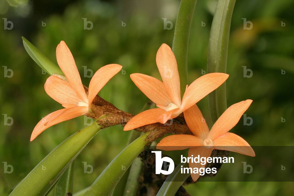 Ceratostylis rubra