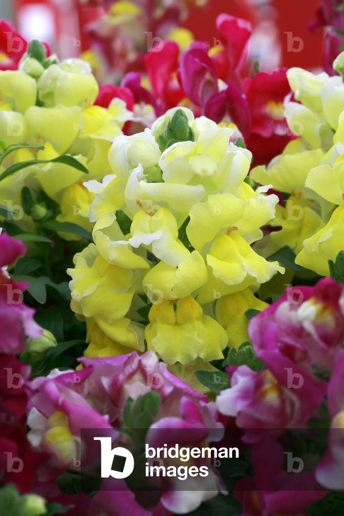 Antirrhinum majus “” Diana””