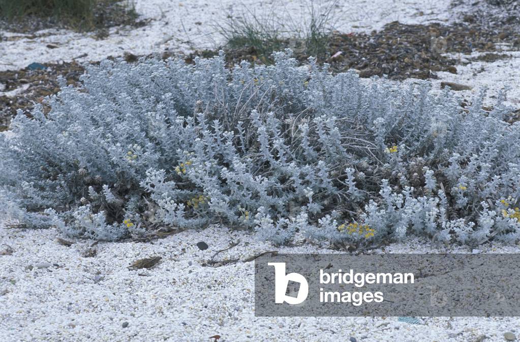 Otanthus Maritimus, South Italy, Italy