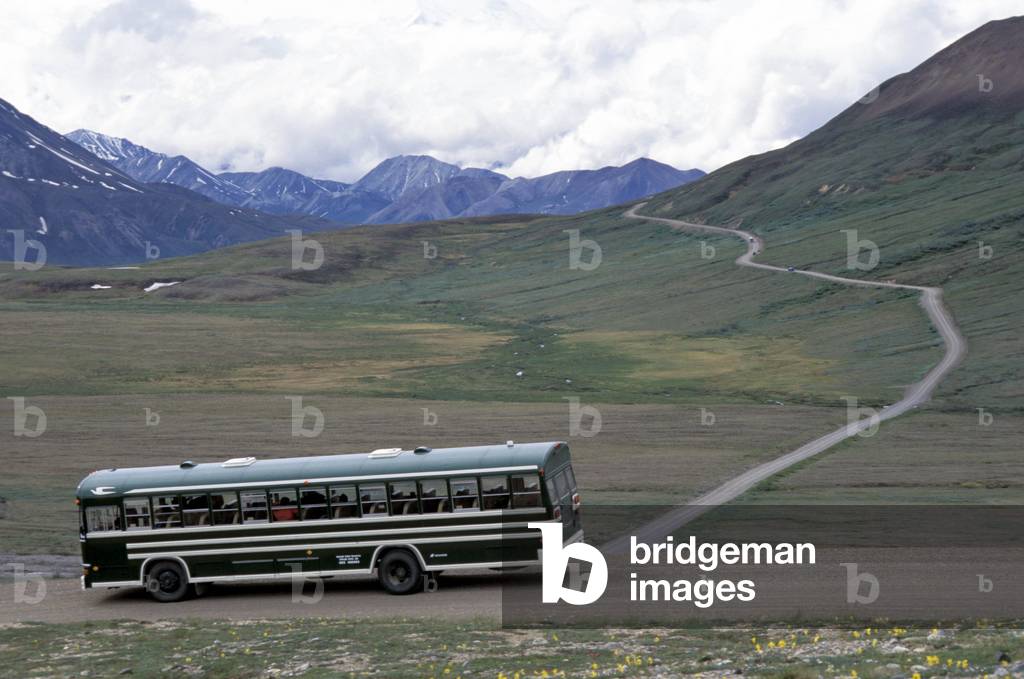 Denali national park, Alaska, United States of America, North America