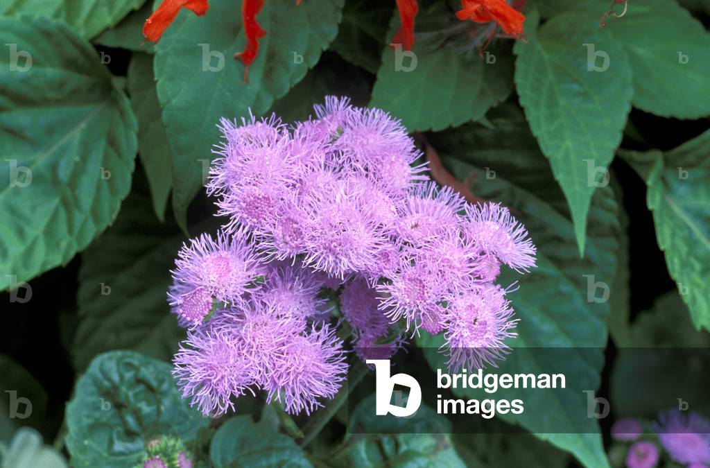 Ageratum Houstonianum