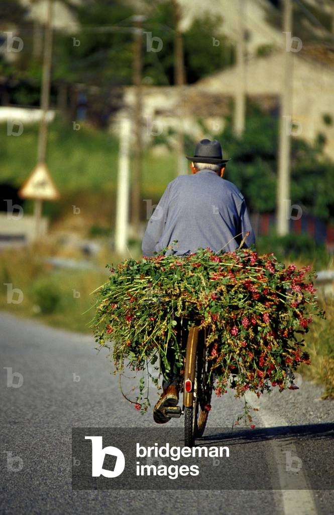 Grower, Spropoli, Calabria, Italy