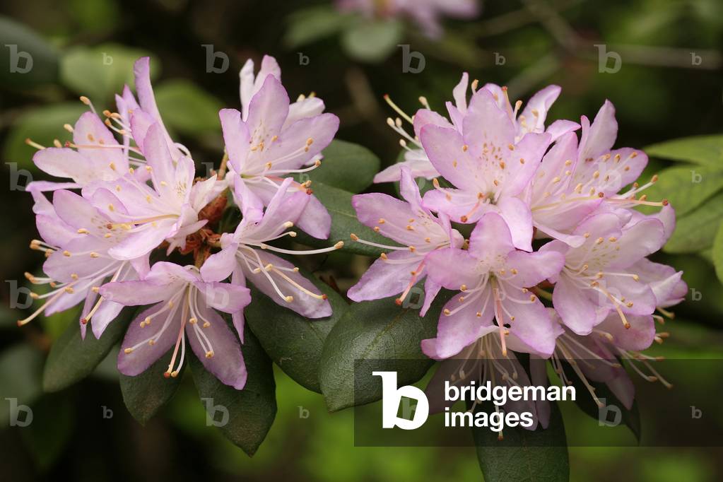 Rhododendron oleifolium