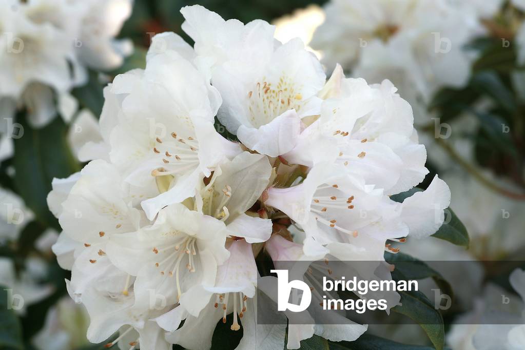Rhododendron “” Dora Amateis”